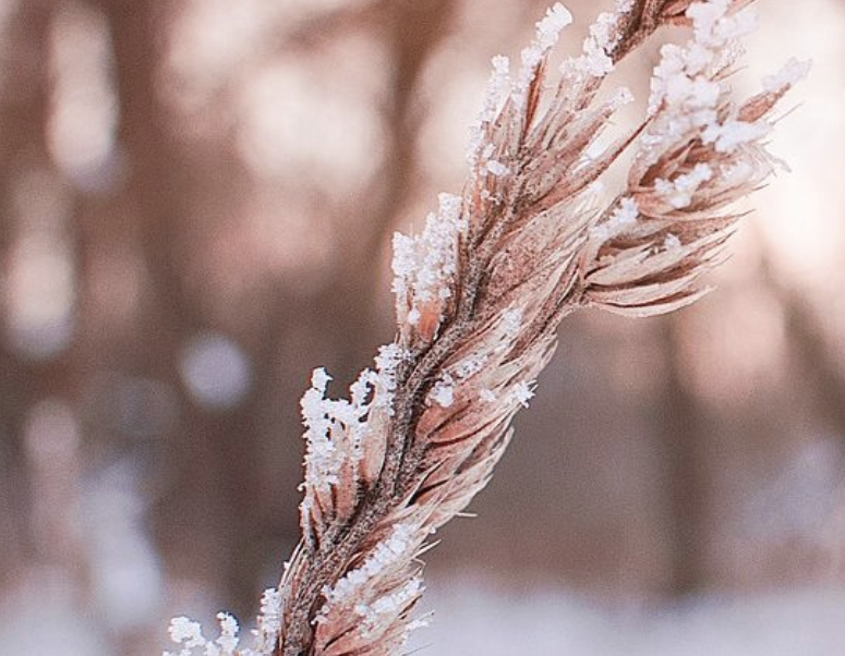 Image of snow on wheat in the forest. This is promotional material for Winter Wheat writing festival.